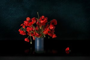 Dramatische Rote Mohnblumen
