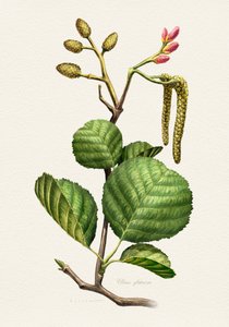 Erlen Botanische Studie