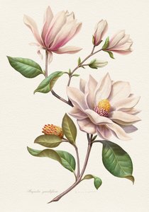 Errötende Magnolienblüten
