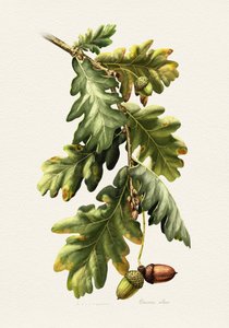 Botanische Eichel der Eiche von Juan Hernaz