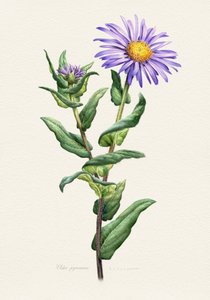 Lila Aster Botanische Studie