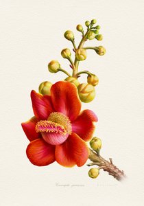 Lebhafte Kanonenkugelflower