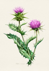 Lebendige Distel-Botanische