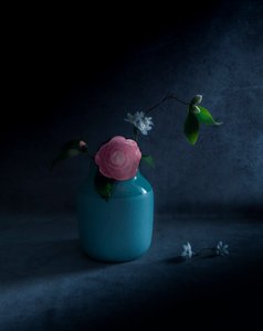 Stimmungsvolle Rosa Blüte