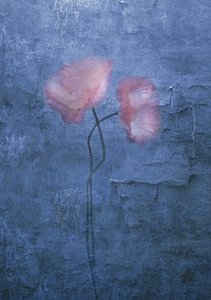 Sanfte Rosa Mohnblumen