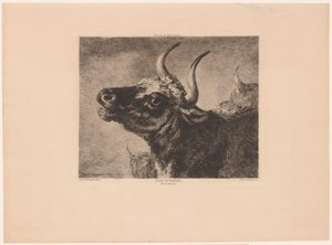 Kopf eines Stiers von Jules Ferdinand Jacquemart