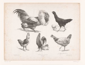 Studien von verschiedenen Hühnerarten Tierstudien Petites études d