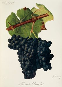 Alicante-Bouschet-Traube von J. Troncy