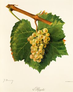 Aligoté-Traube von Jules Troncy