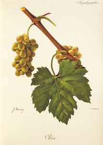 Bia-Traube von J. Troncy von Jules Troncy