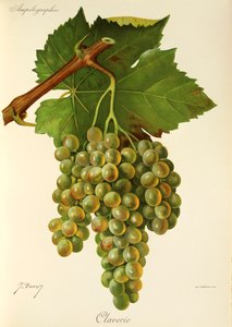 Claverie-Traube