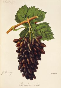 Cornichon Violet-Traube