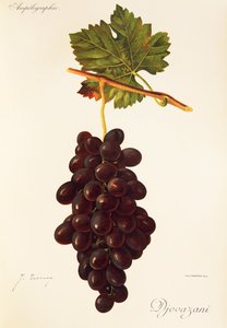 Djovazani-Traube