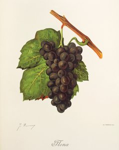 Flona Traube