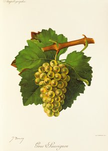 Gros Sauvignon-Traube von Jules Troncy
