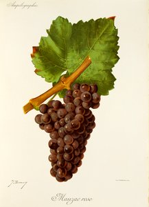 Mauzac Rose-Traube