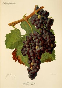 Merlot Traube von J. Troncy von Jules Troncy