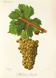 Mondeuse Blanche-Traube