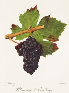 Plant Rouge de Chaudenay Traube