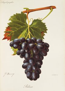 Ribier Traube von J. Troncy