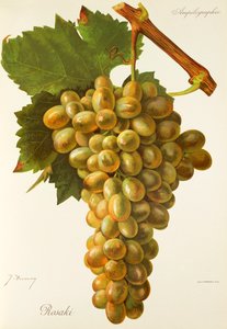 Rosaki-Traube von Jules Troncy