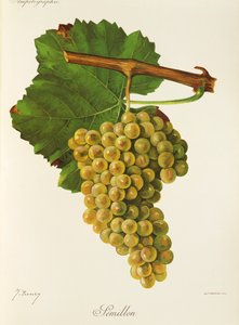 Semillon-Traube