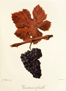 Teinturier Femelle-Traube