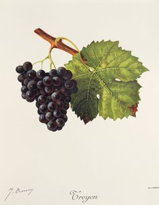 Troyen Traube
