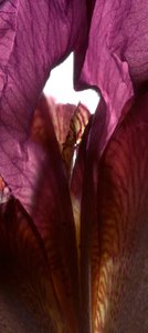 Iris-Schrein Lila, 2011