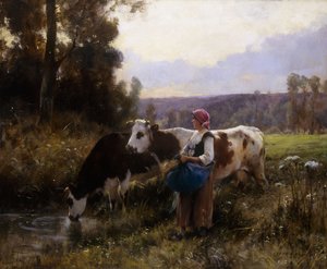 Kühe am Wasserloch