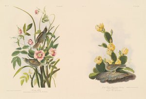 Küstenfink; und Grafs Fink oder Bay-Winged Ammer