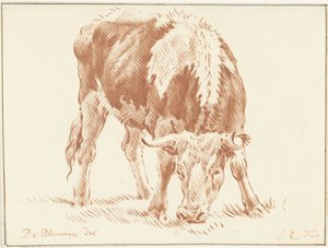 Weidender Ochse von Jurriaan Cootwijck
