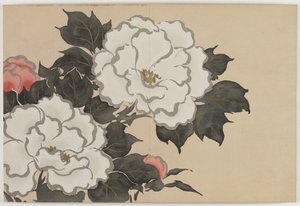 Blumen von hundert Welten (Momoyogusa): Pfingstrosen von Kamisaka Sekka