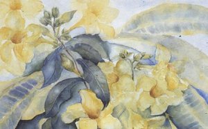 Alamanda oder gelbe Glocken von Karen Armitage