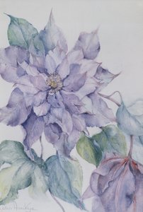 Clematis, Lord Neville von Karen Armitage