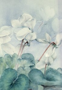 Cyclamen, Triumph Weiß von Karen Armitage
