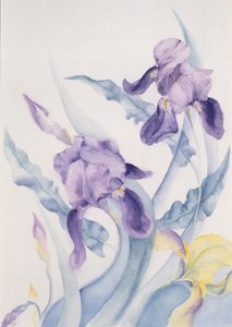 Iris, blaue Stute von Karen Armitage