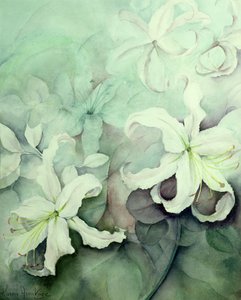 Lilien, weiße Auratum von Karen Armitage