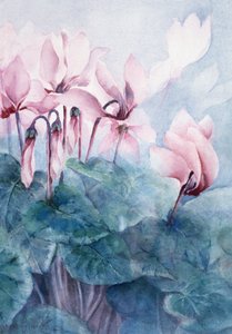 Rosa Cyclamen Pseudibericum