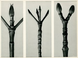 Cornus Nuttallii, 1929 (Fotogravur) von Karl Blossfeldt