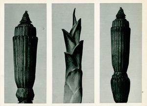 Schachtelhalm, 1929 von Karl Blossfeldt