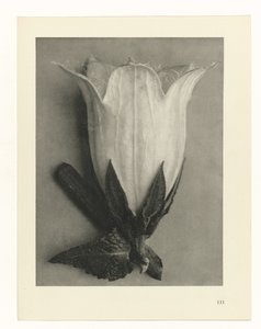 Pflanzenstudien (Urformen der Kunst: photographische Pflanzenbilder) von Karl Blossfeldt