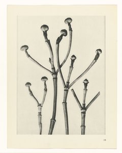 Pflanzenstudien (Urformen der Kunst: photographische Pflanzenbilder) von Karl Blossfeldt