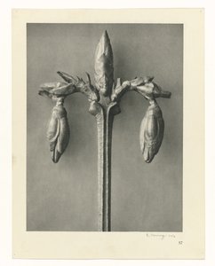 Pflanzenstudien Urformen der Kunst: fotografische Pflanzenbilder (Serientitel) von Karl Blossfeldt