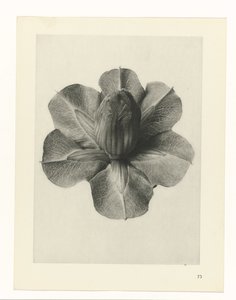 Pflanzenstudien Urformen der Kunst: fotografische Pflanzenbilder (Serientitel) von Karl Blossfeldt