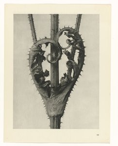 Pflanzenstudien Urformen der Kunst: fotografische Pflanzenbilder (Serientitel) von Karl Blossfeldt