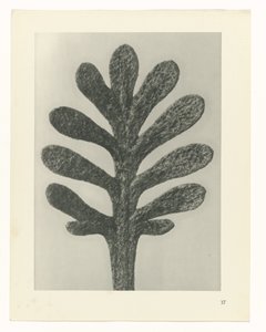 Pflanzenstudien Urformen der Kunst: fotografische Pflanzenbilder (Serientitel) von Karl Blossfeldt