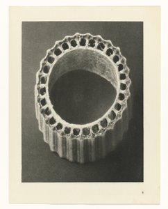 Pflanzenstudien (Urformen der Kunst: photographische Pflanzenbilder) von Karl Blossfeldt