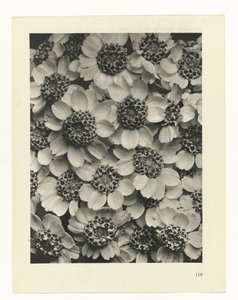Pflanzenstudie (Urformen der Kunst) von Karl Blossfeldt