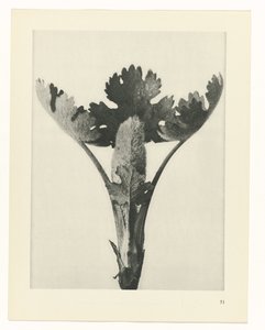 Pflanzenstudie (Urformen der Kunst) von Karl Blossfeldt